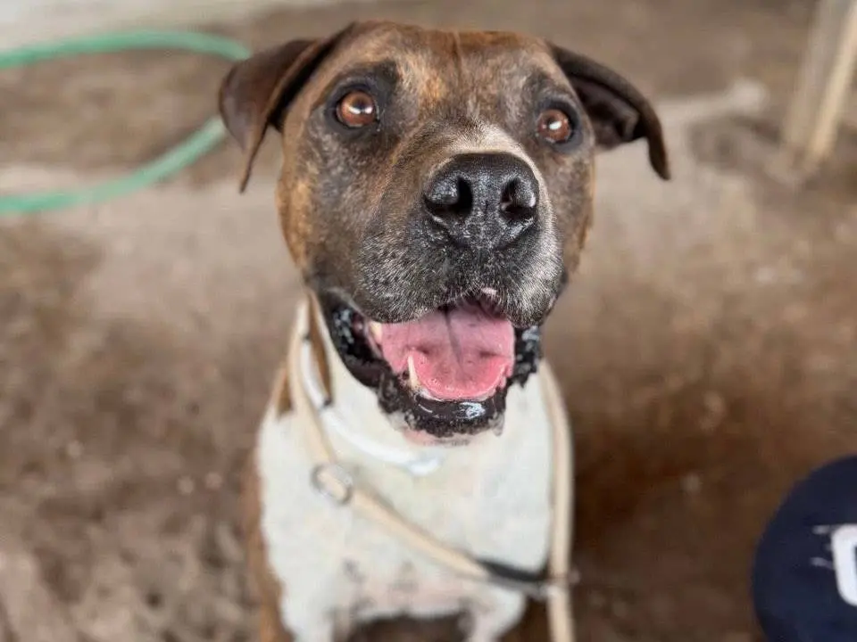 Vuoi adottare un cane a Roma?