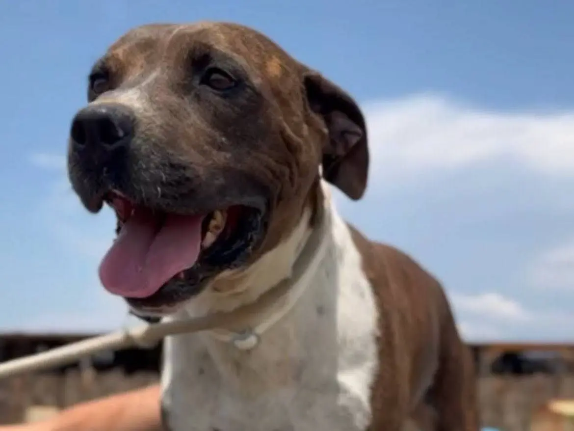 Adotta un cane, maschio, 5 anni e 9 mesi, Roma