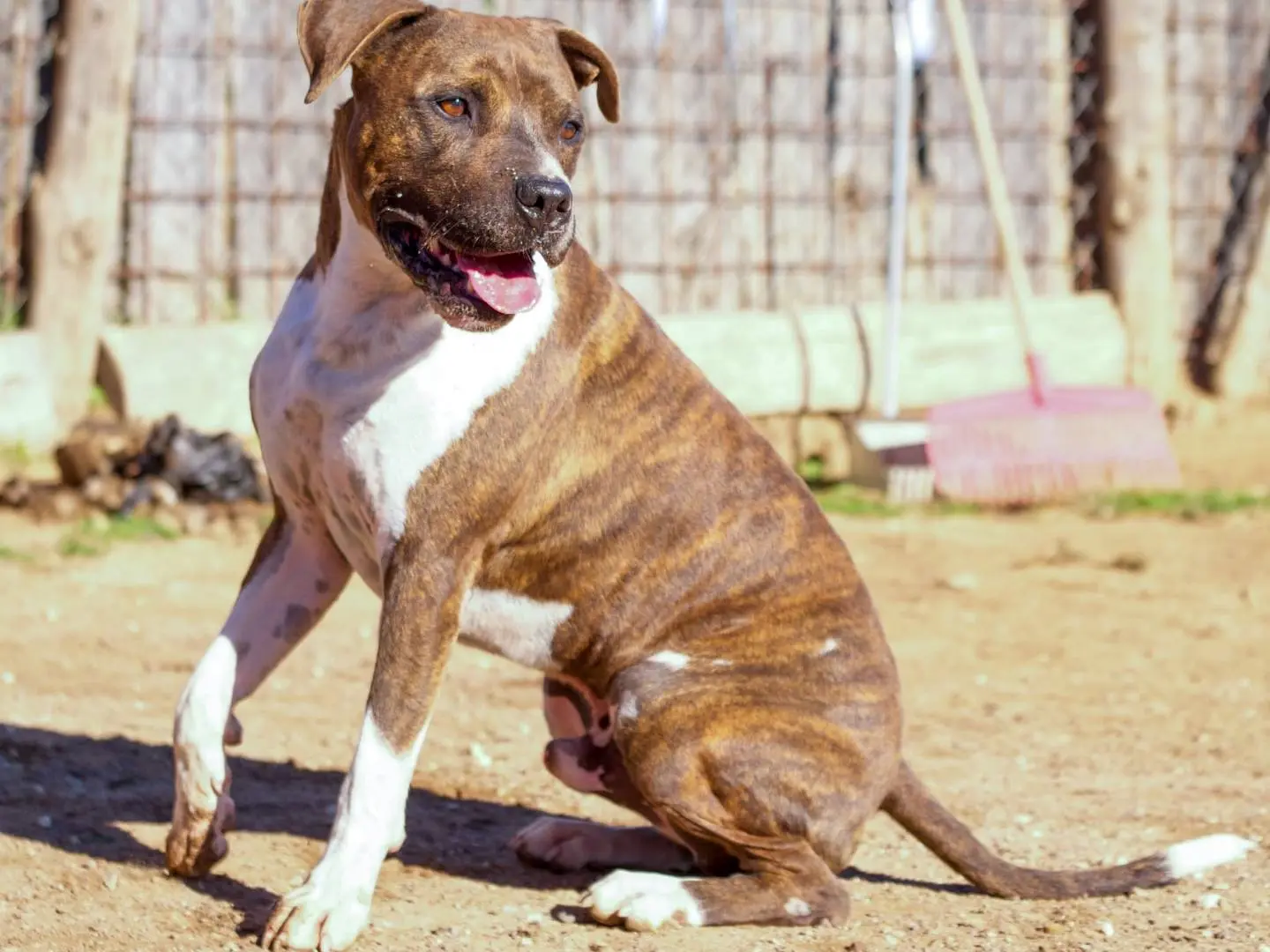 Adozione cane, maschio, Pitbull Razza sconosciuta, 5 anni e 9 mesi, taglia grande, Roma
