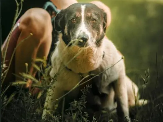 Adotta un cane, femmina, 4 anni e 9 mesi, Milano