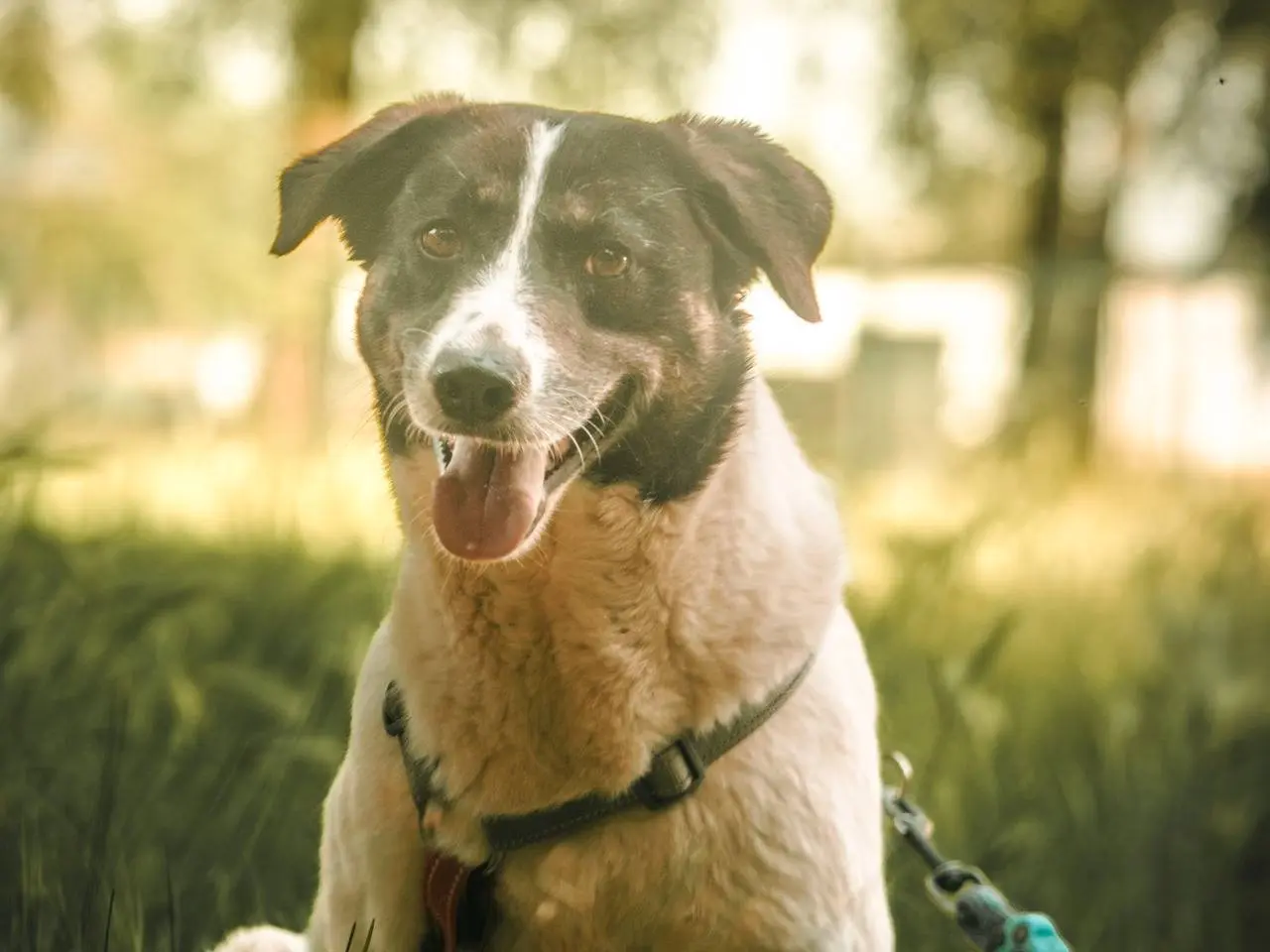 Vuoi adottare un cane a Milano?