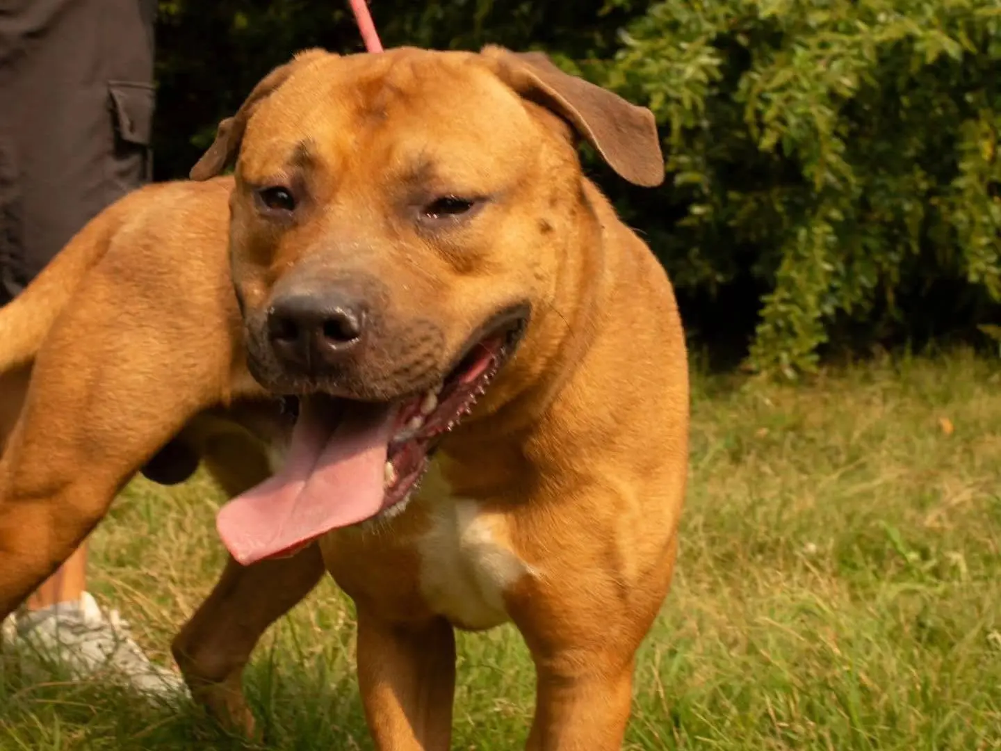 Adotta un cane, taglia grande, maschio, Torino