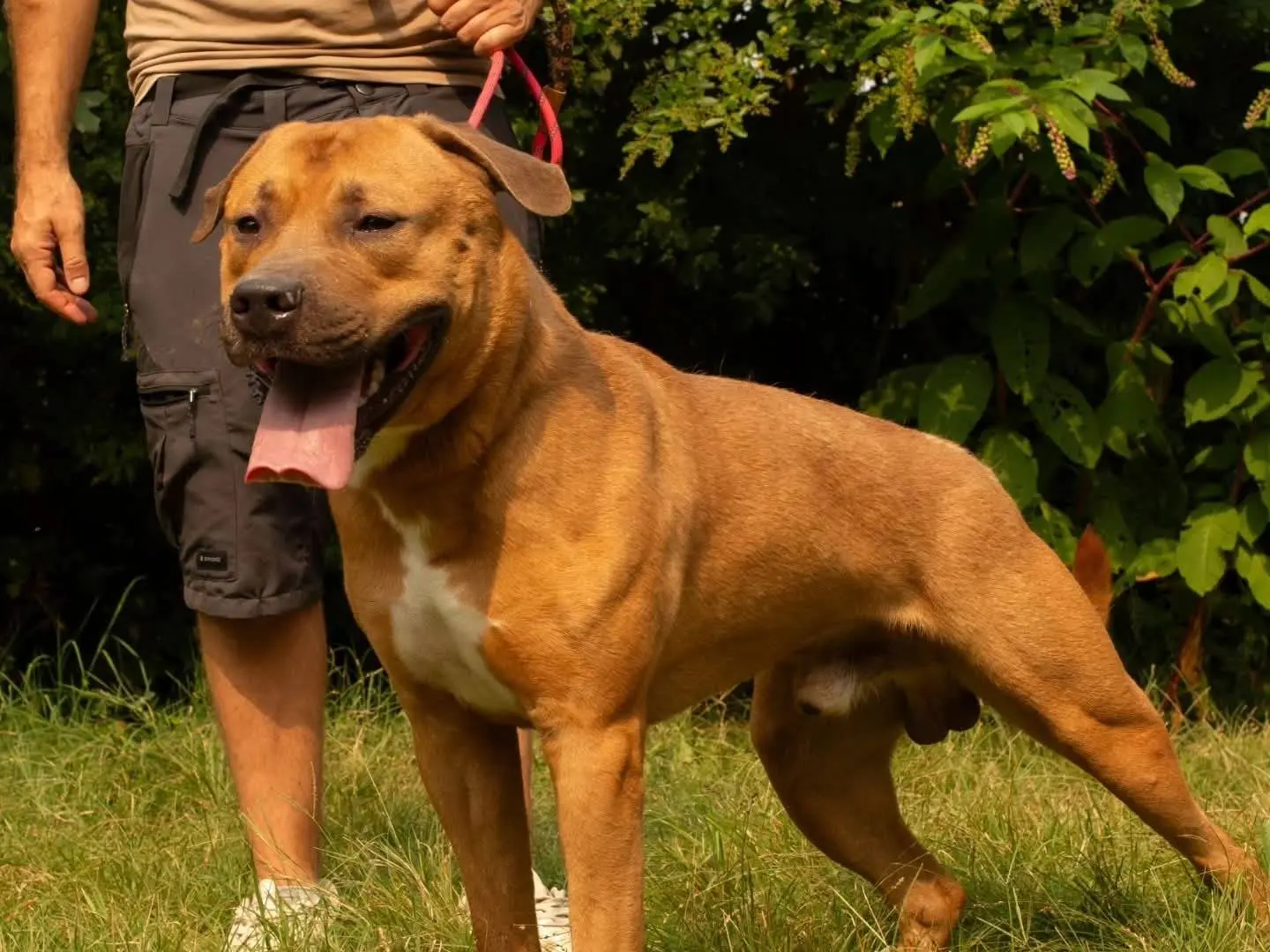 Adozione cane, maschio, Razza sconosciuta Razza sconosciuta, 3 anni e 9 mesi, taglia grande, Torino