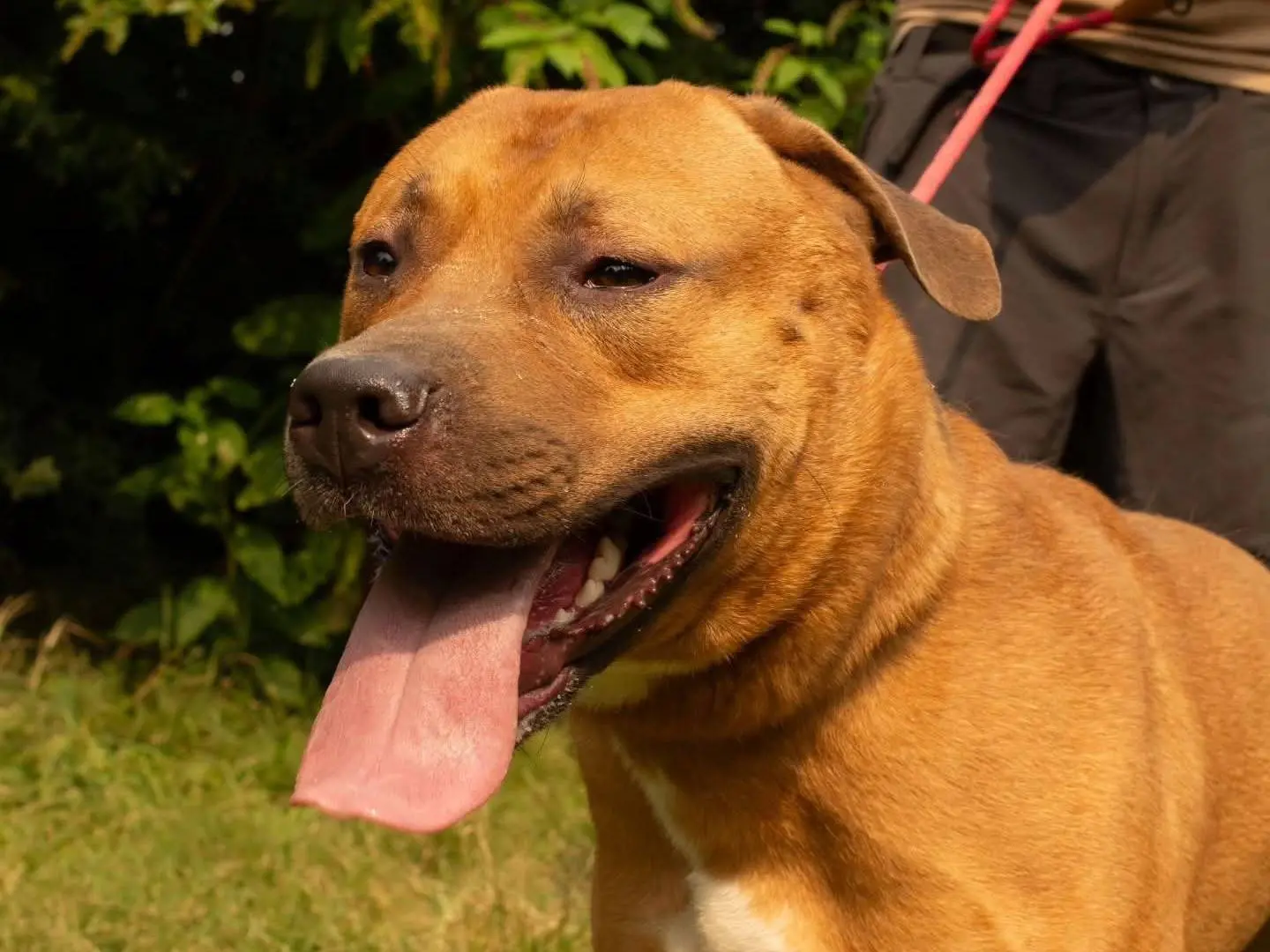 Adotta un cane, maschio, 3 anni e 9 mesi, Torino