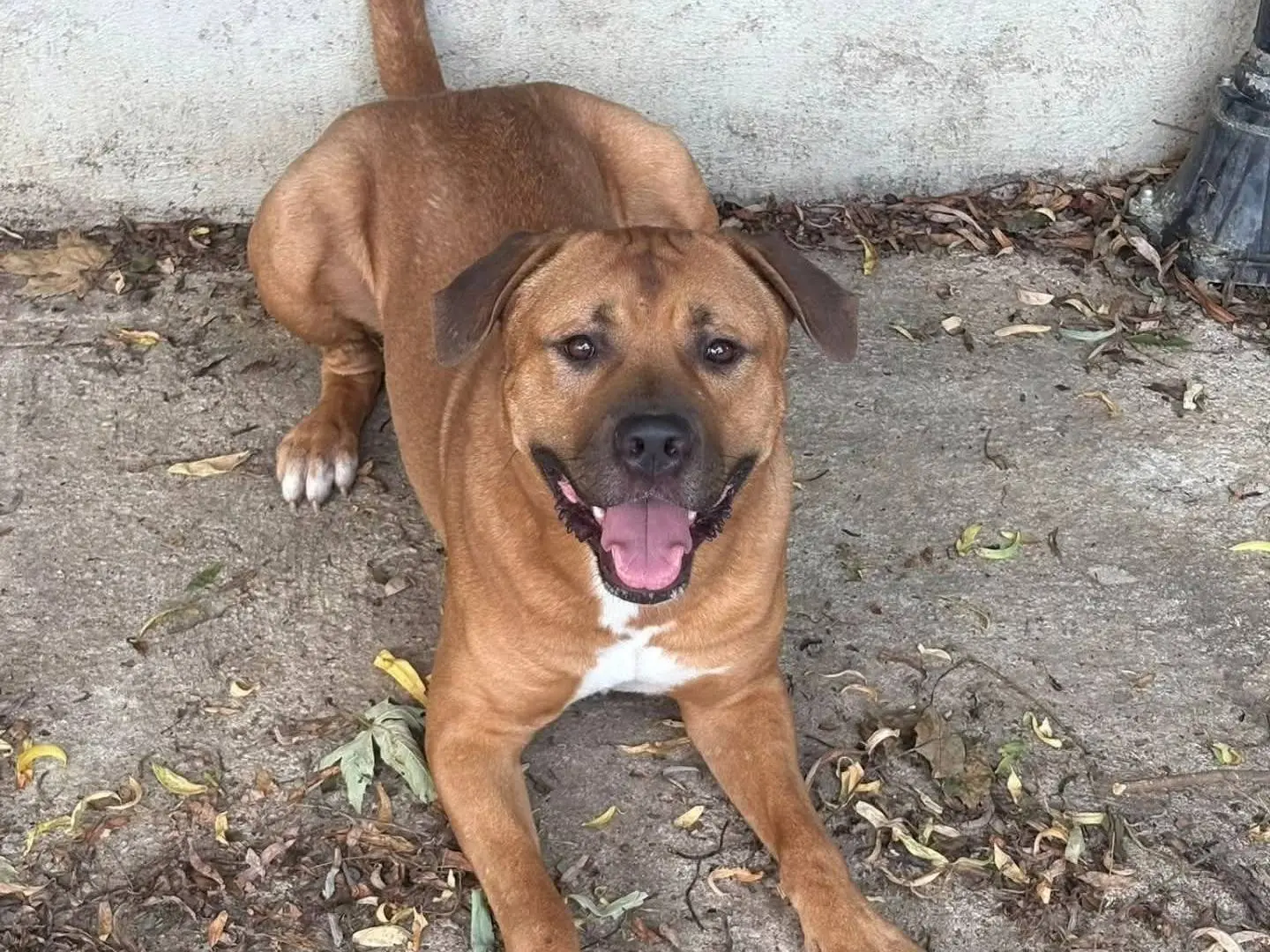 Adotta il cane Simba a Torino