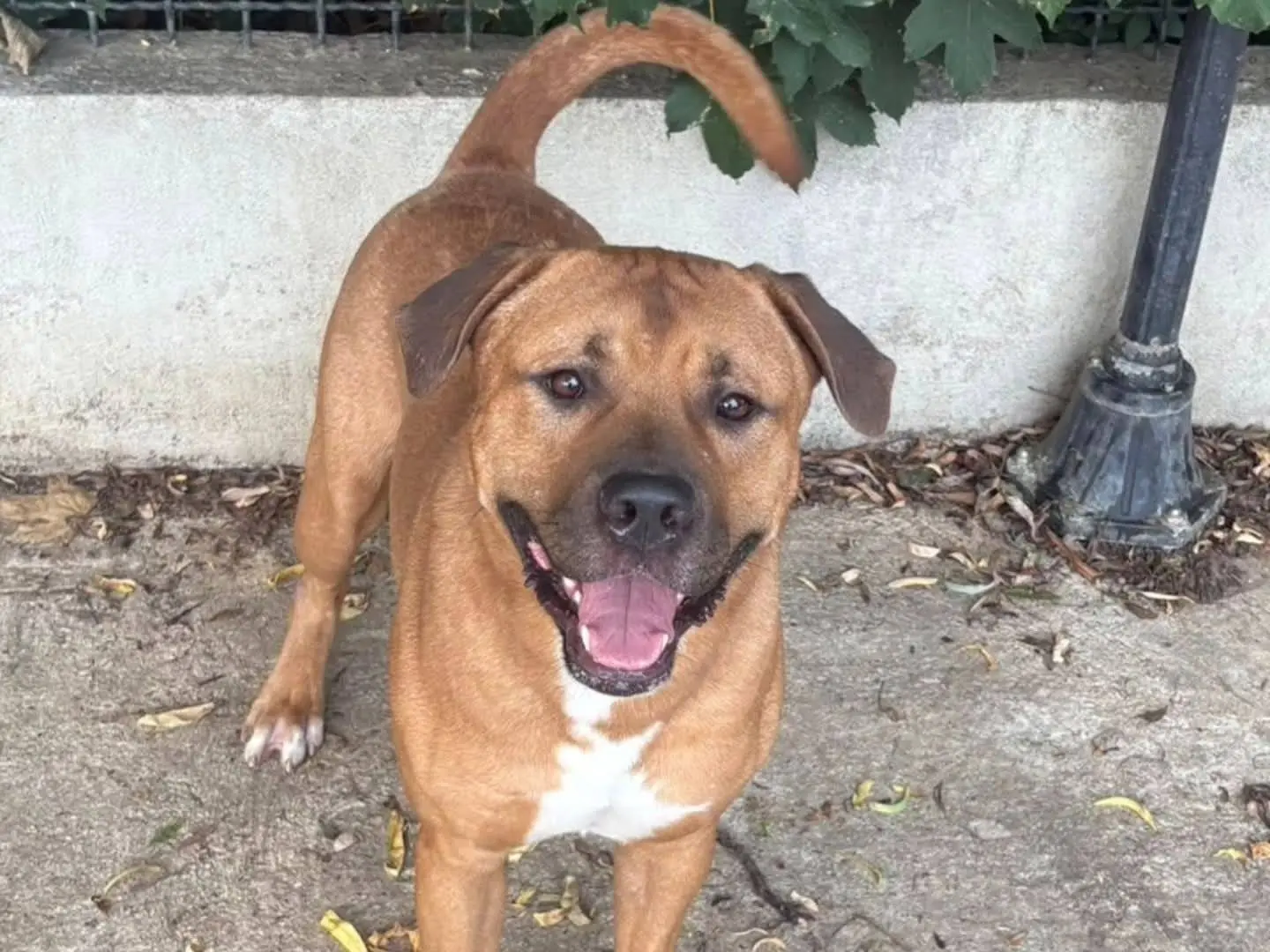 Vuoi adottare un cane a Torino?