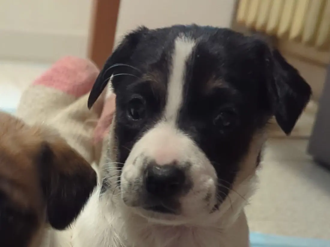 Vuoi adottare un cane a Torino?