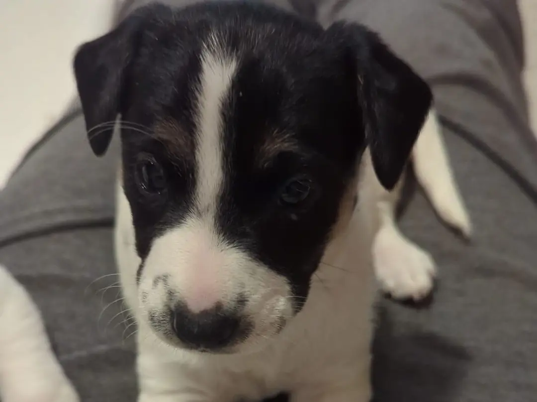 Adozione cane, femmina, Razza sconosciuta Razza sconosciuta, 1 mese, taglia media contenuta, Torino