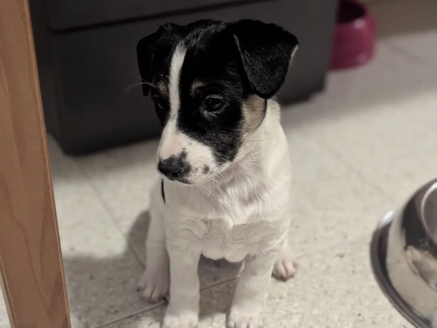 Adotta un cane, taglia media contenuta, femmina, Torino