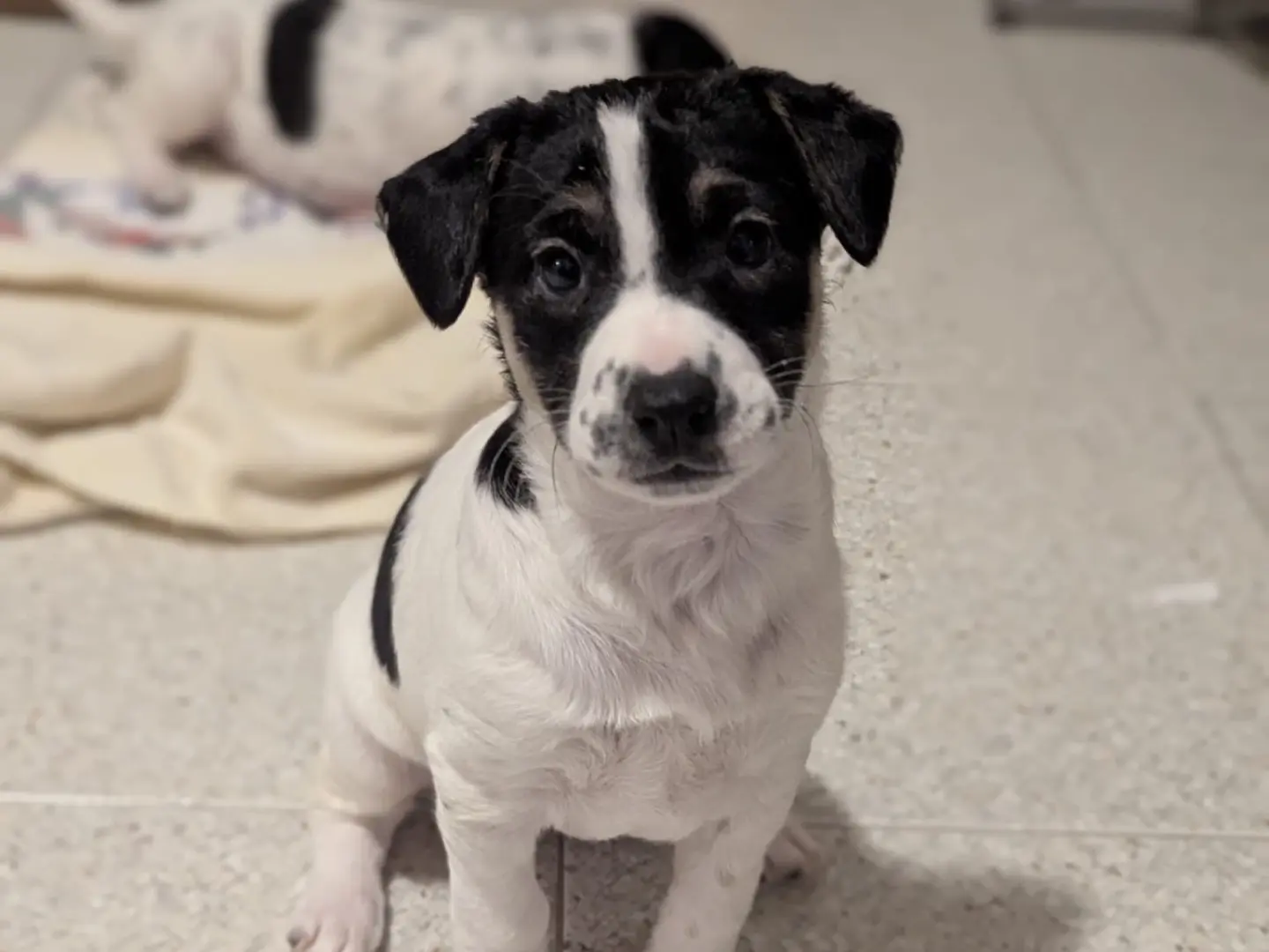 Adotta un cane, femmina, 1 mese, Torino