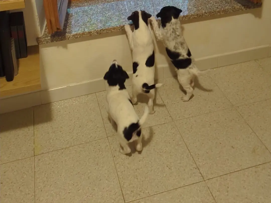Adotta il cane Galla a Torino
