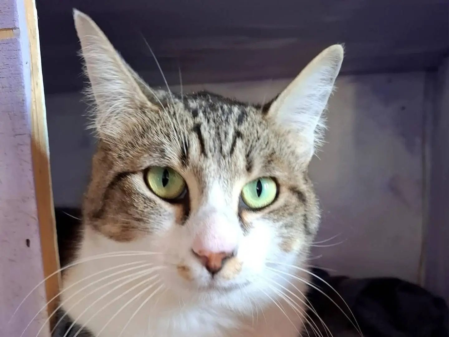 Adozione gatto, femmina, Razza sconosciuta Razza sconosciuta, 2 anni e 5 mesi, taglia non valida, Latina