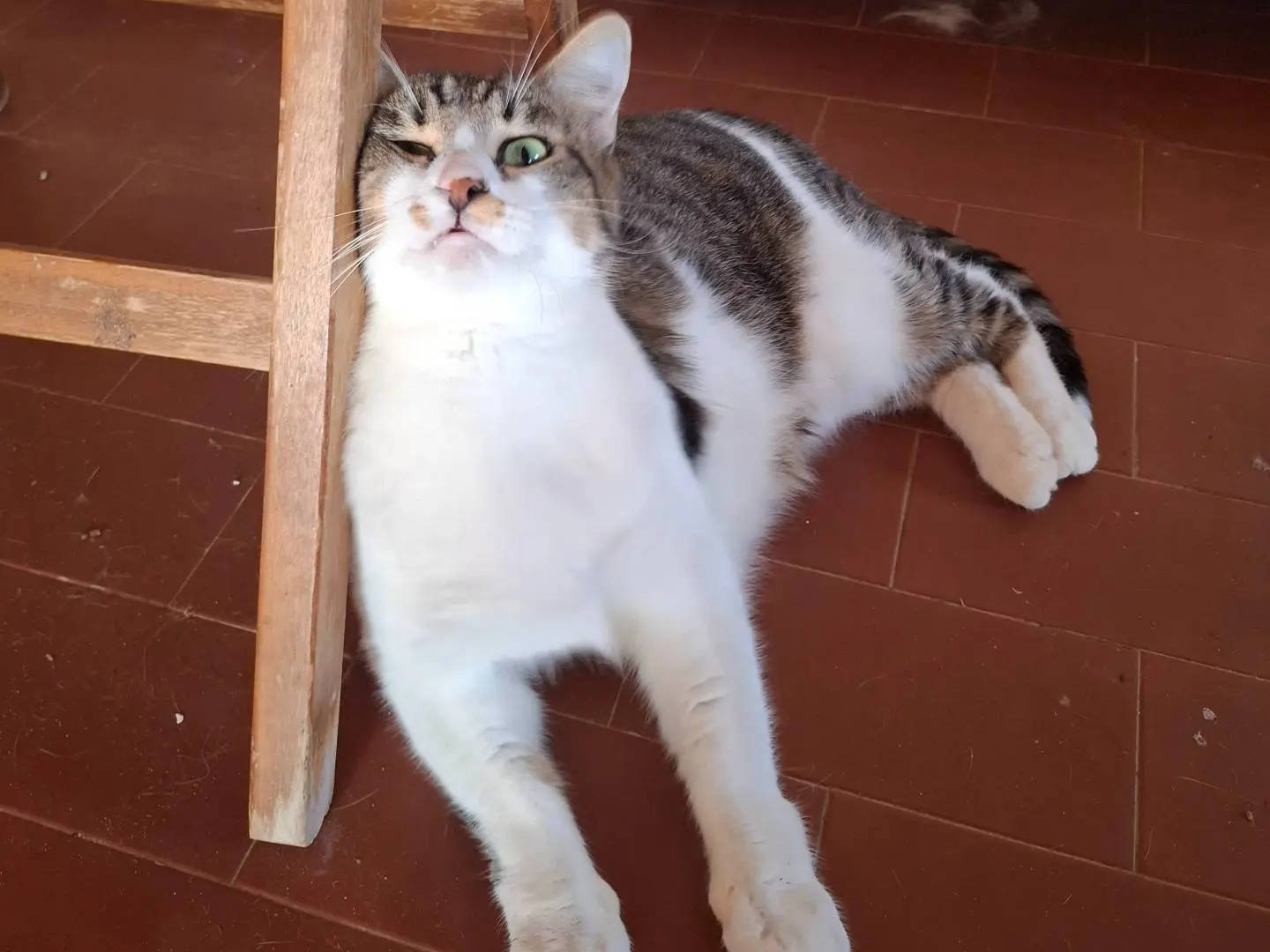Adotta un gatto, taglia non valida, femmina, Latina