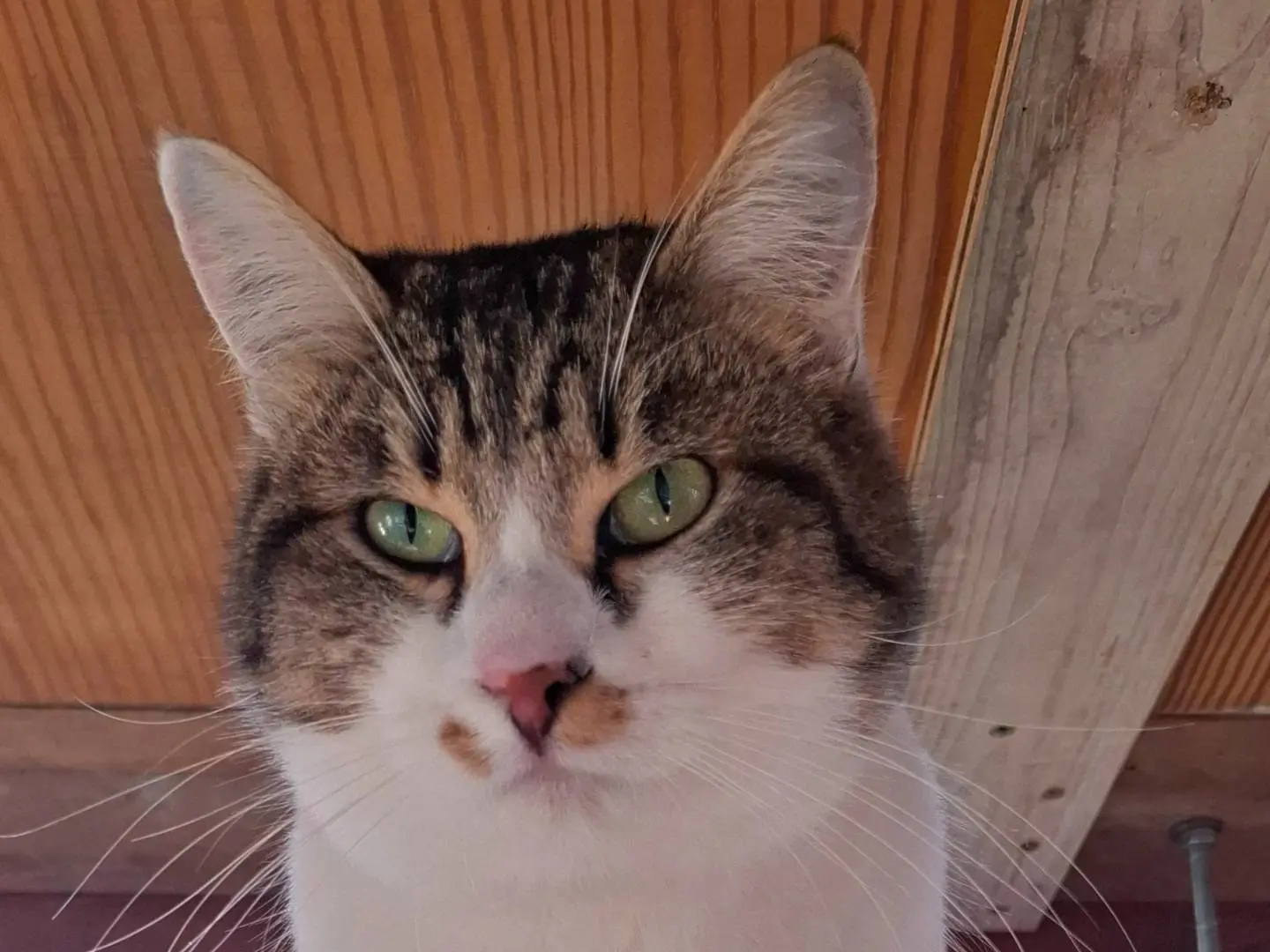 Adotta un gatto, femmina, 2 anni e 5 mesi, Latina