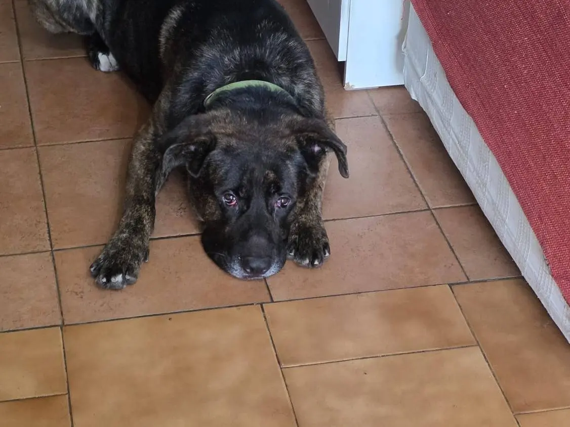 Adozione cane, maschio, Razza sconosciuta Labrador Retriever, 4 anni e 11 mesi, taglia grande, Napoli