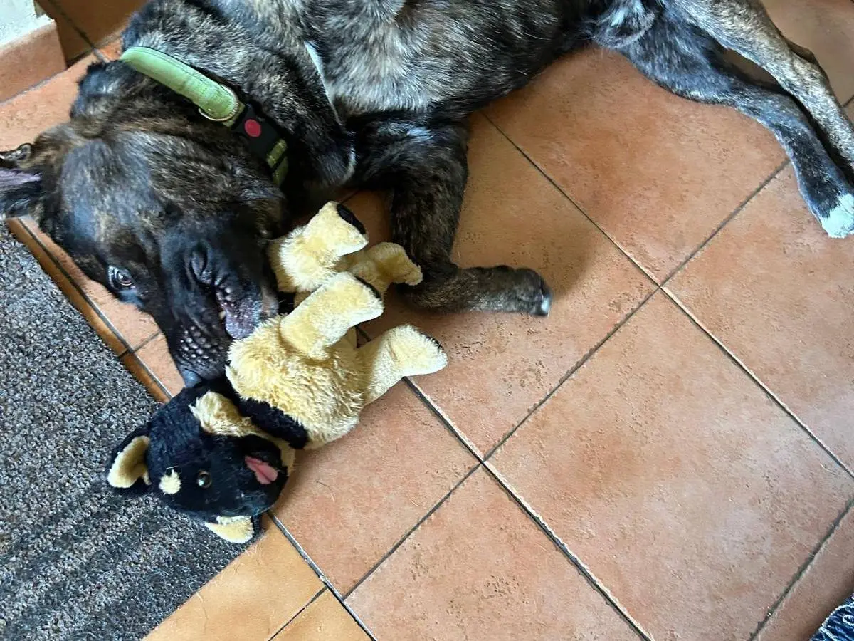 Adotta un cane, maschio, 4 anni e 11 mesi, Napoli