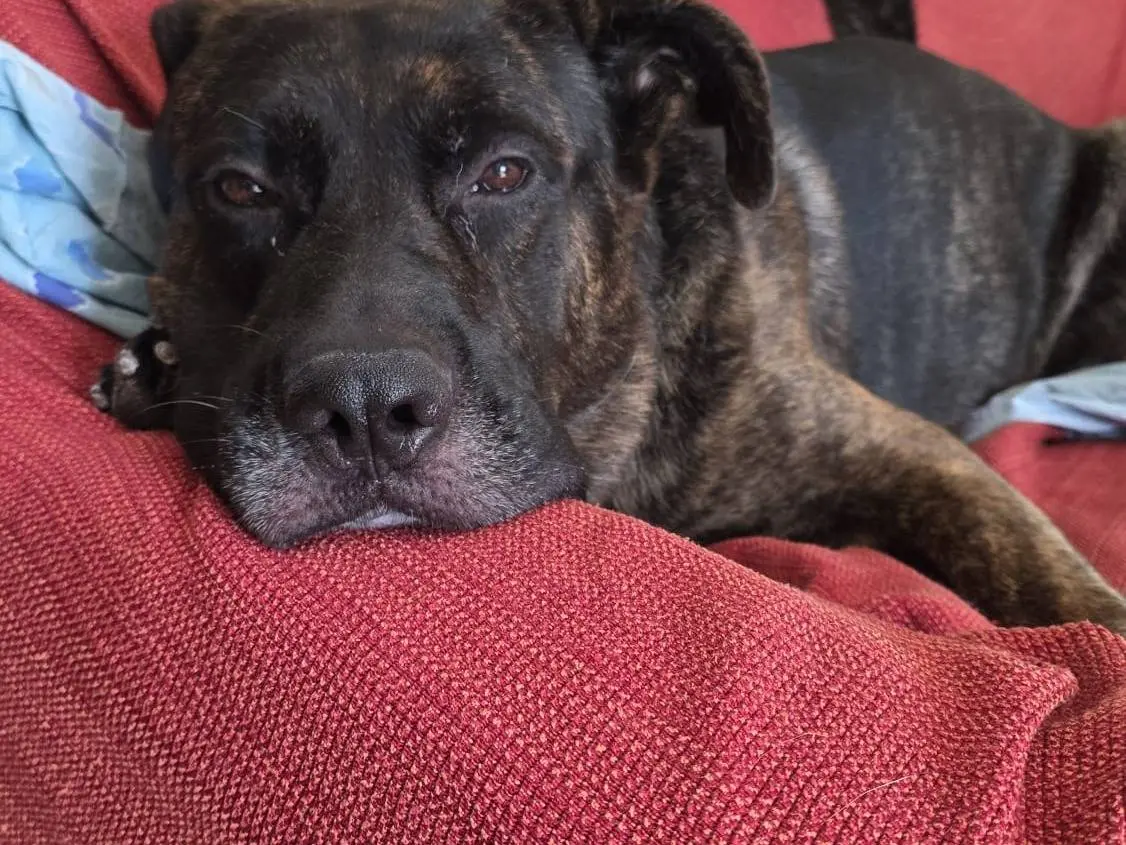 Vuoi adottare un cane a Napoli?