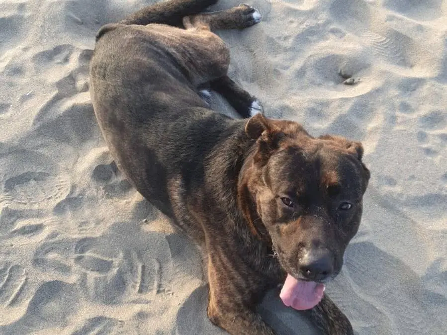 Adotta un cane, taglia grande, maschio, Napoli