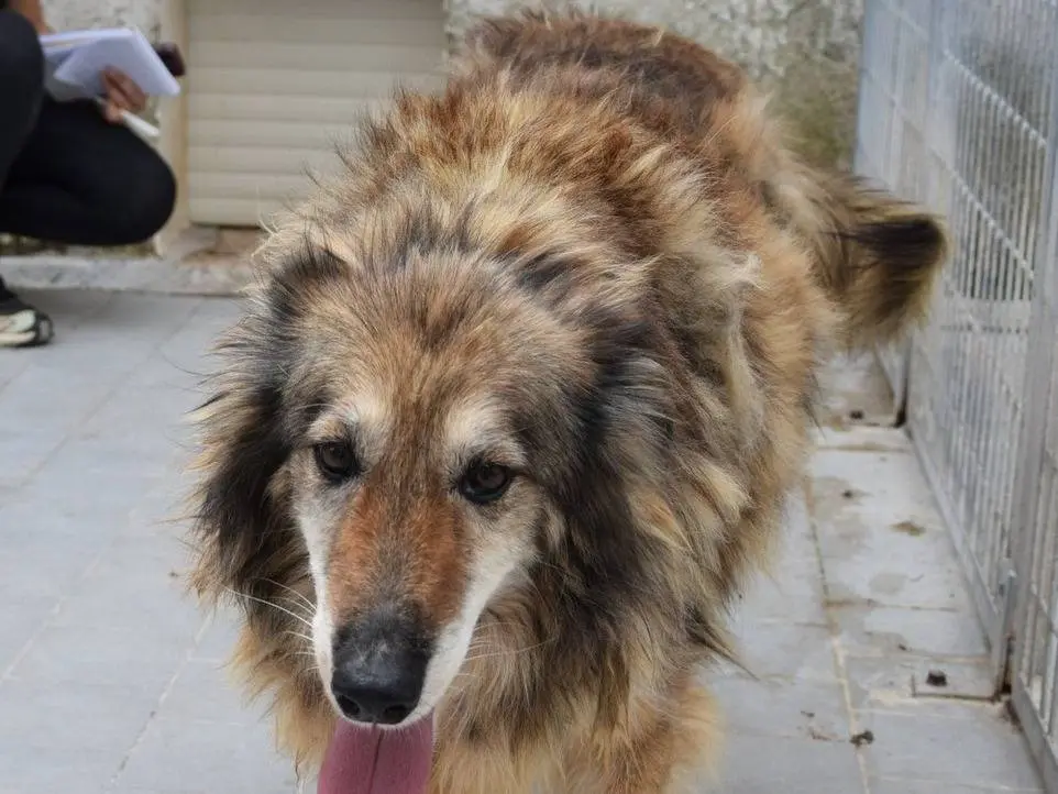 Adozione cane, femmina, Razza sconosciuta Razza sconosciuta, 12 anni e 10 mesi, taglia media, Chieti