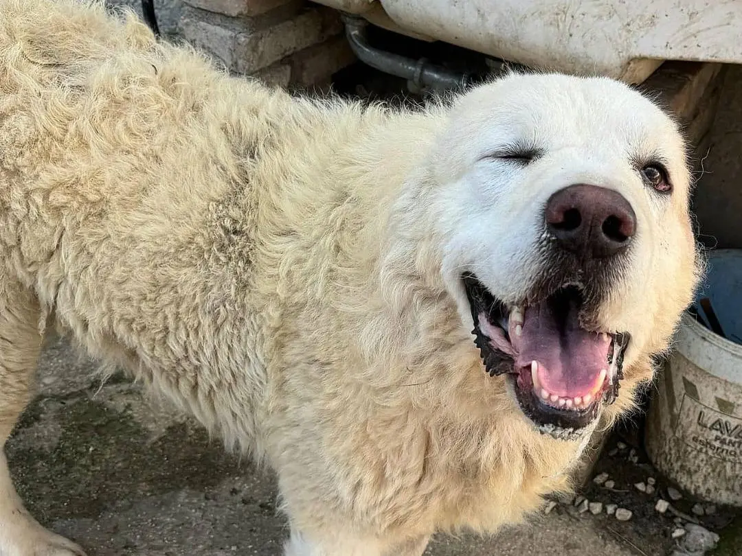 Adotta un cane, maschio, 4 anni e 2 mesi, Teramo