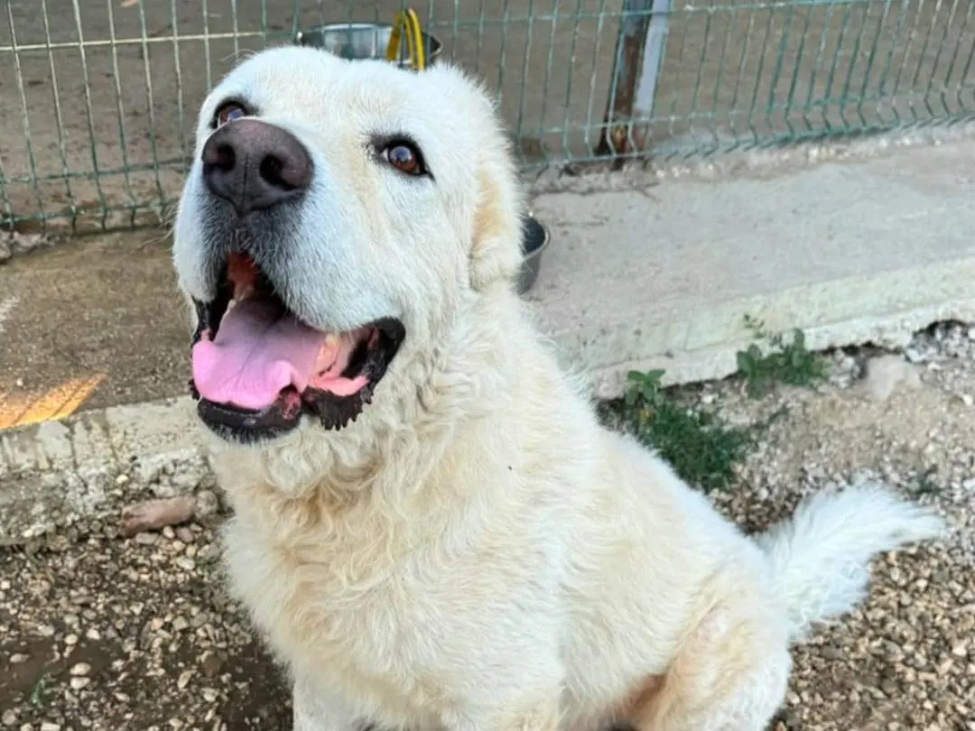 Adotta un cane, taglia gigante, maschio, Teramo