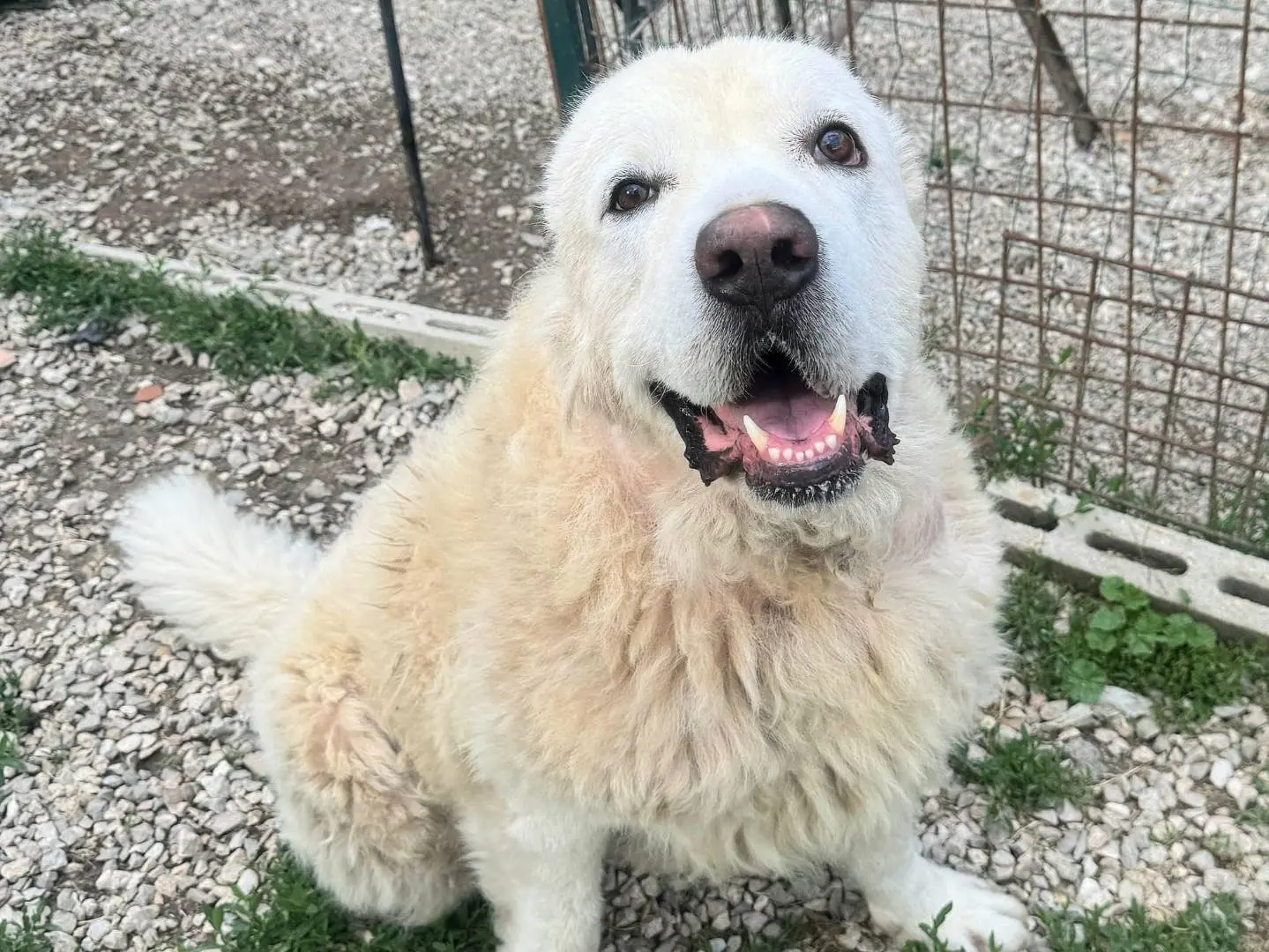 Adozione cane, maschio, Pastore maremmano Razza sconosciuta, 4 anni e 2 mesi, taglia gigante, Teramo