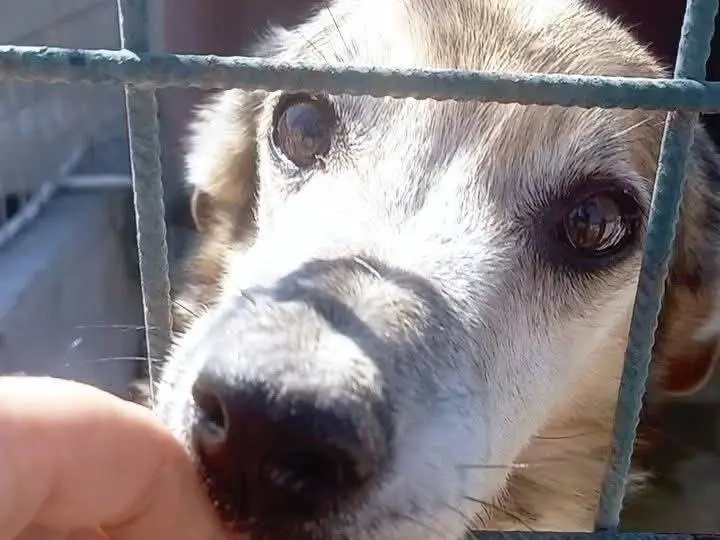 Adozione cane, maschio, Razza sconosciuta Razza sconosciuta, 13 anni e 8 mesi, taglia media, Crotone