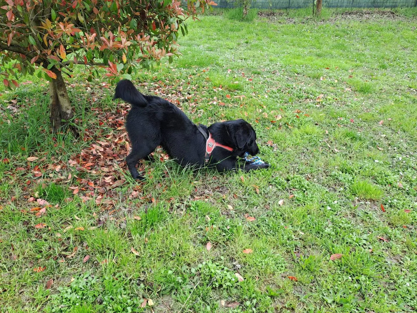 Foto 3 dell'animale