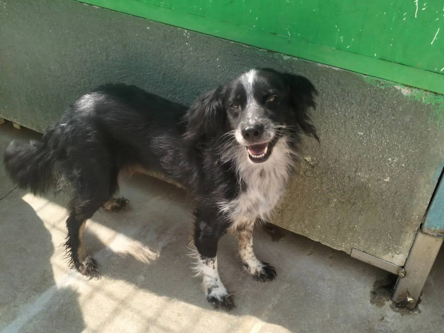Adozione cane, femmina, Razza sconosciuta Razza sconosciuta, 6 anni e 9 mesi, taglia media, Frosinone