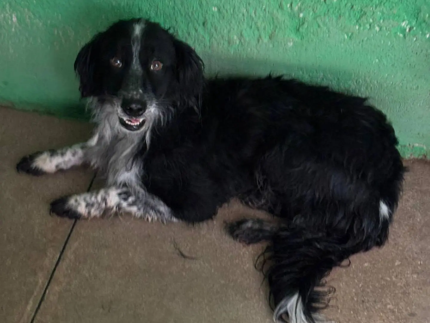 Adotta un cane, taglia media, femmina, Frosinone