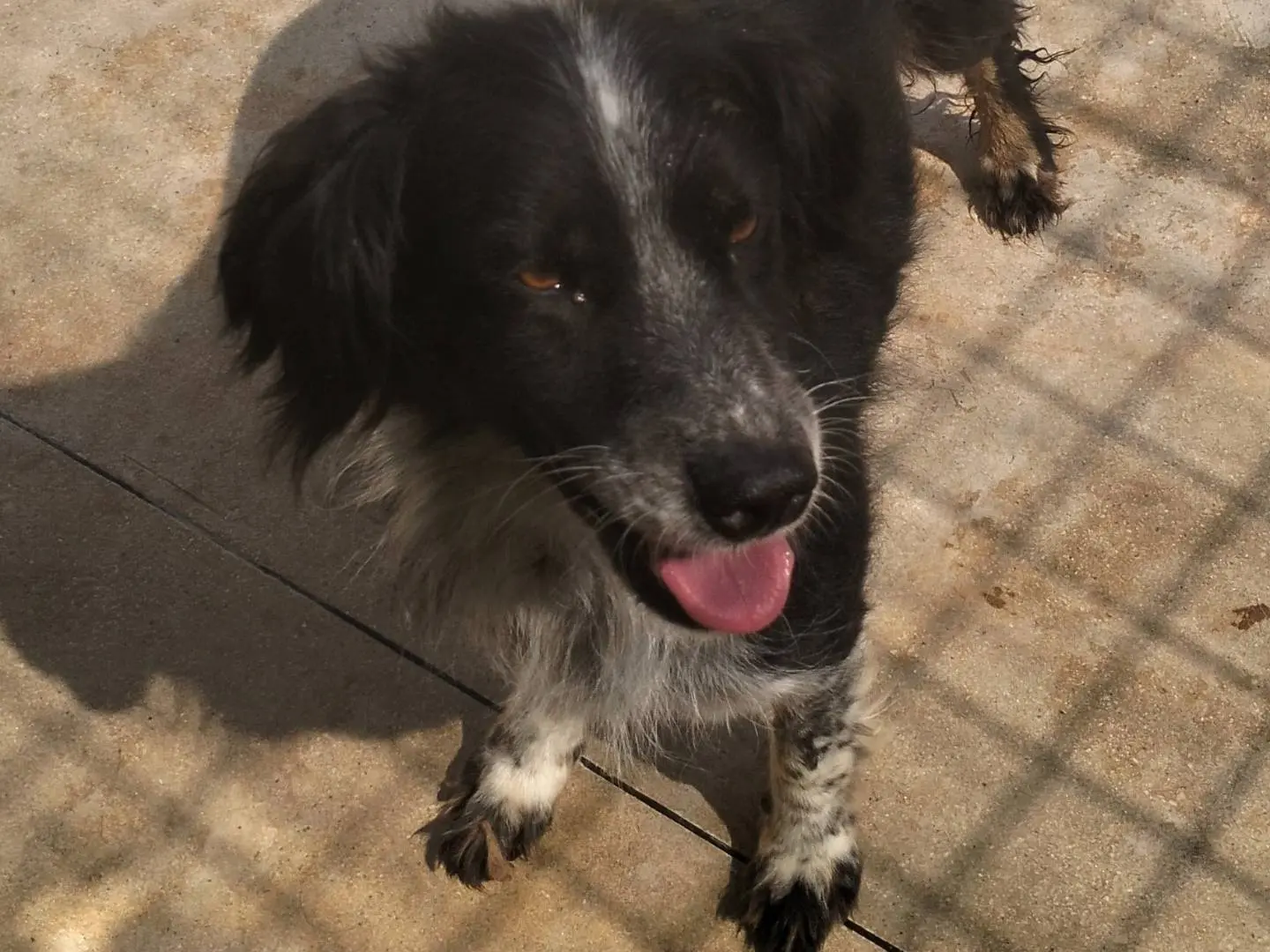 Adotta un cane, femmina, 6 anni e 9 mesi, Frosinone