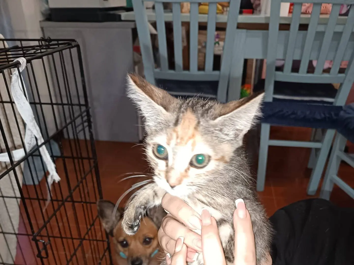 Adozione gatto, femmina, Razza sconosciuta Razza sconosciuta, 2 mesi, taglia non valida, Livorno