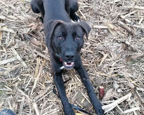 Vuoi adottare un cane a Pavia?