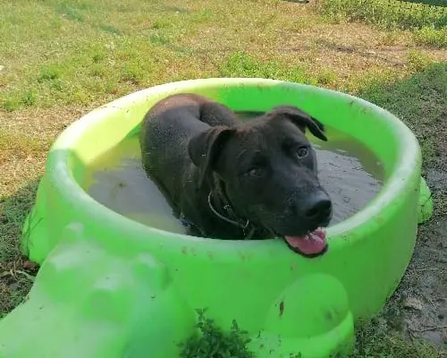 Adotta un cane, maschio, 7 anni e 4 mesi, Pavia