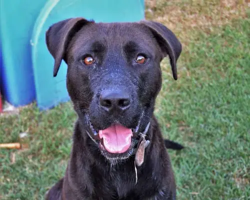 Adozione cane, maschio, Pitbull, 7 anni e 4 mesi, taglia grande, Pavia