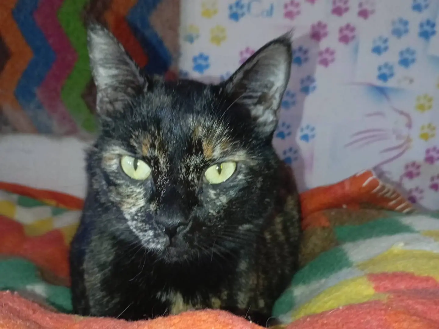Adozione gatto, femmina, Razza sconosciuta Razza sconosciuta, 2 anni e 10 mesi, taglia non valida, Latina