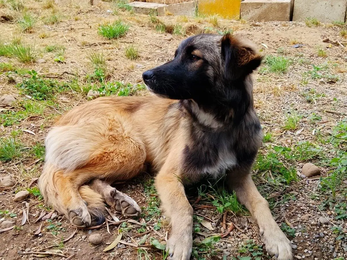 Adotta il cane APOLLO a Vibo
