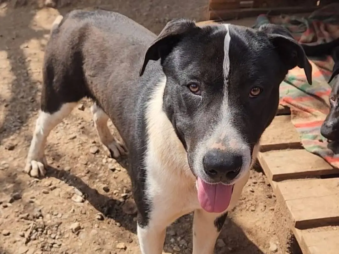 Adozione cane, maschio, Pitbull Razza sconosciuta, 1 anno e 4 mesi, taglia grande, Cosenza