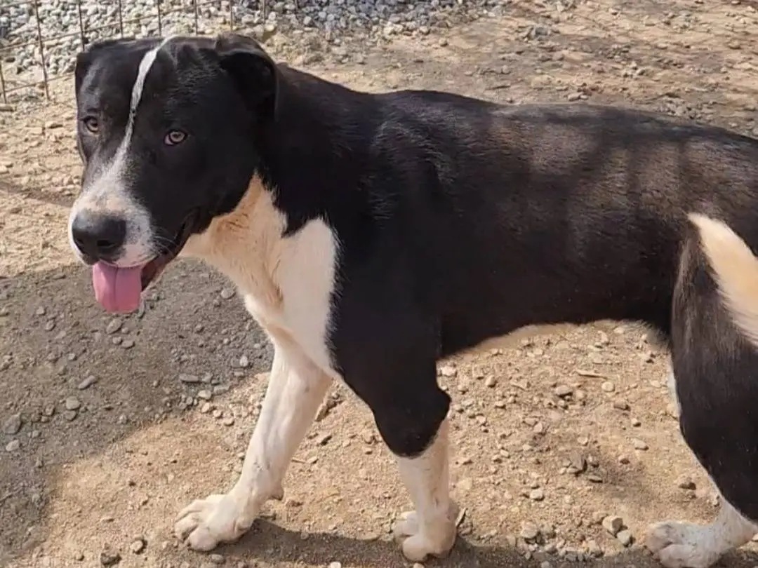 Adotta un cane, maschio, 1 anno e 4 mesi, Cosenza