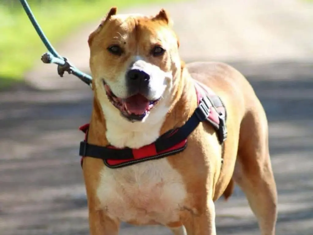 Adotta un cane, taglia grande, maschio, Bergamo