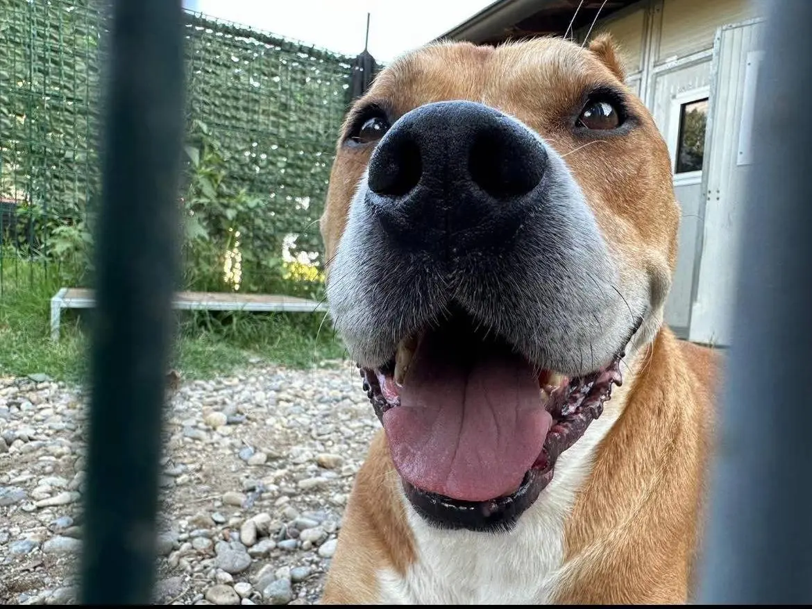 Adotta un cane, maschio, 13 anni e 10 mesi, Bergamo