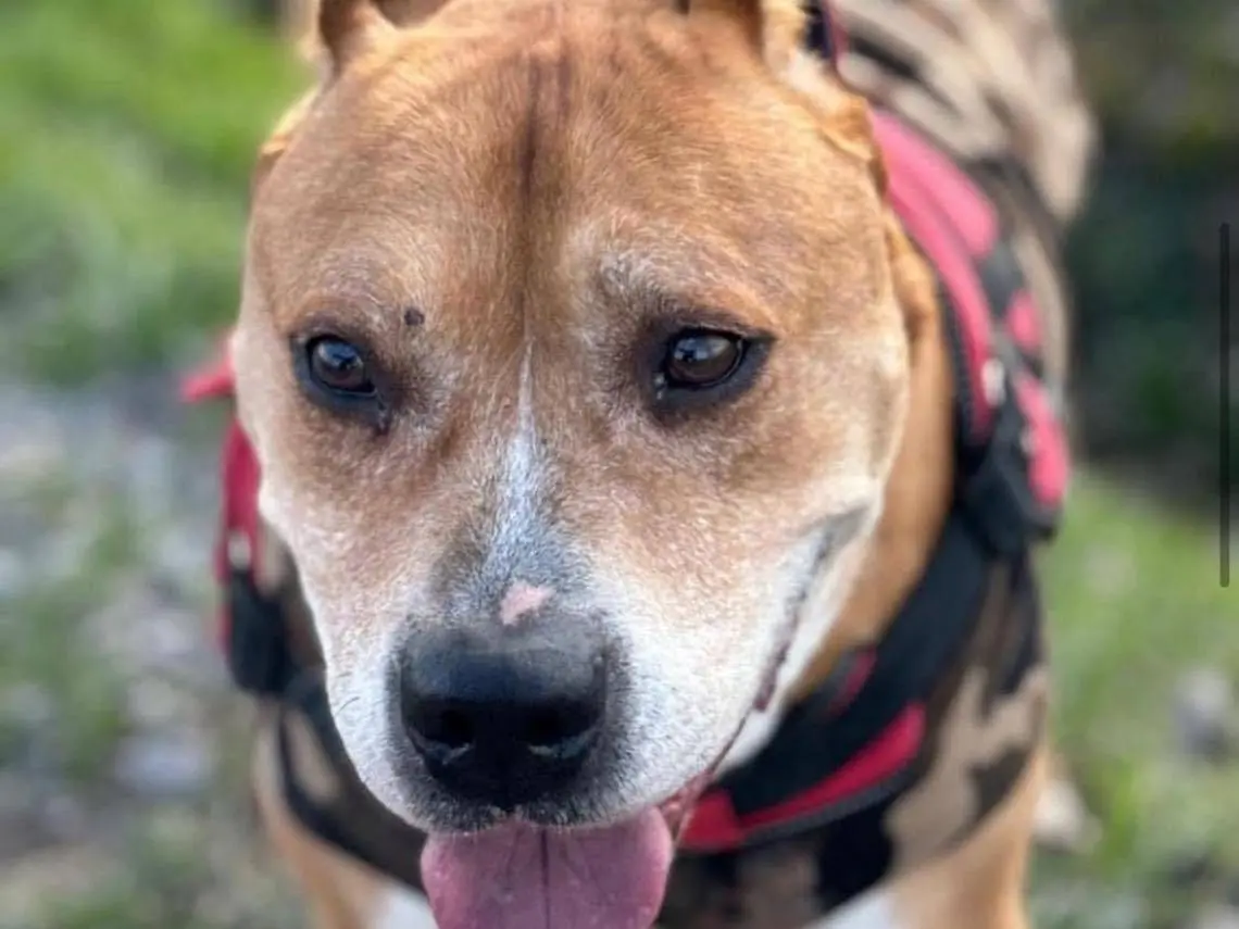 Adozione cane, maschio, Razza sconosciuta Razza sconosciuta, 13 anni e 10 mesi, taglia grande, Bergamo