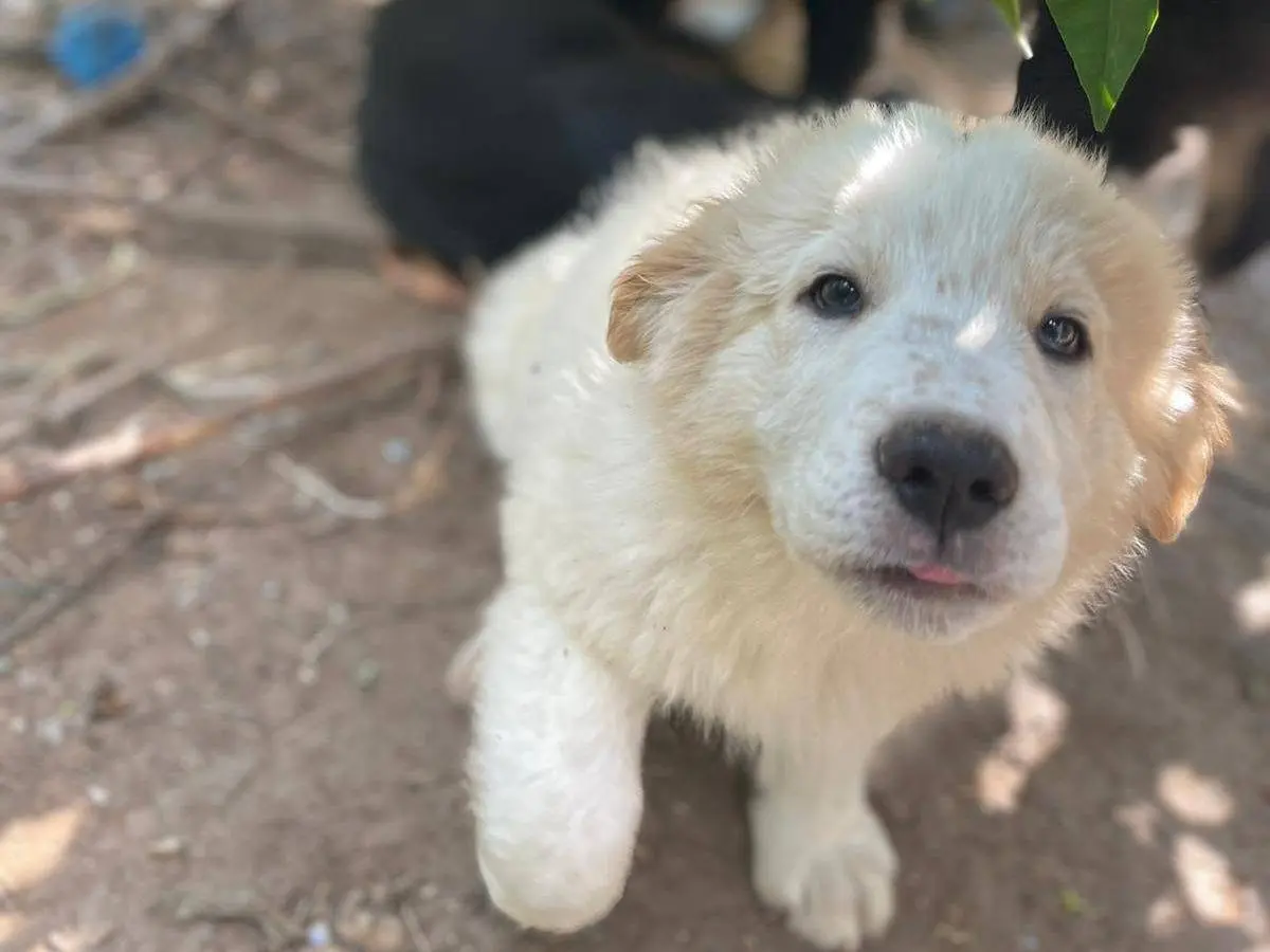 Adotta un cane, maschio, 6 mesi, Frosinone