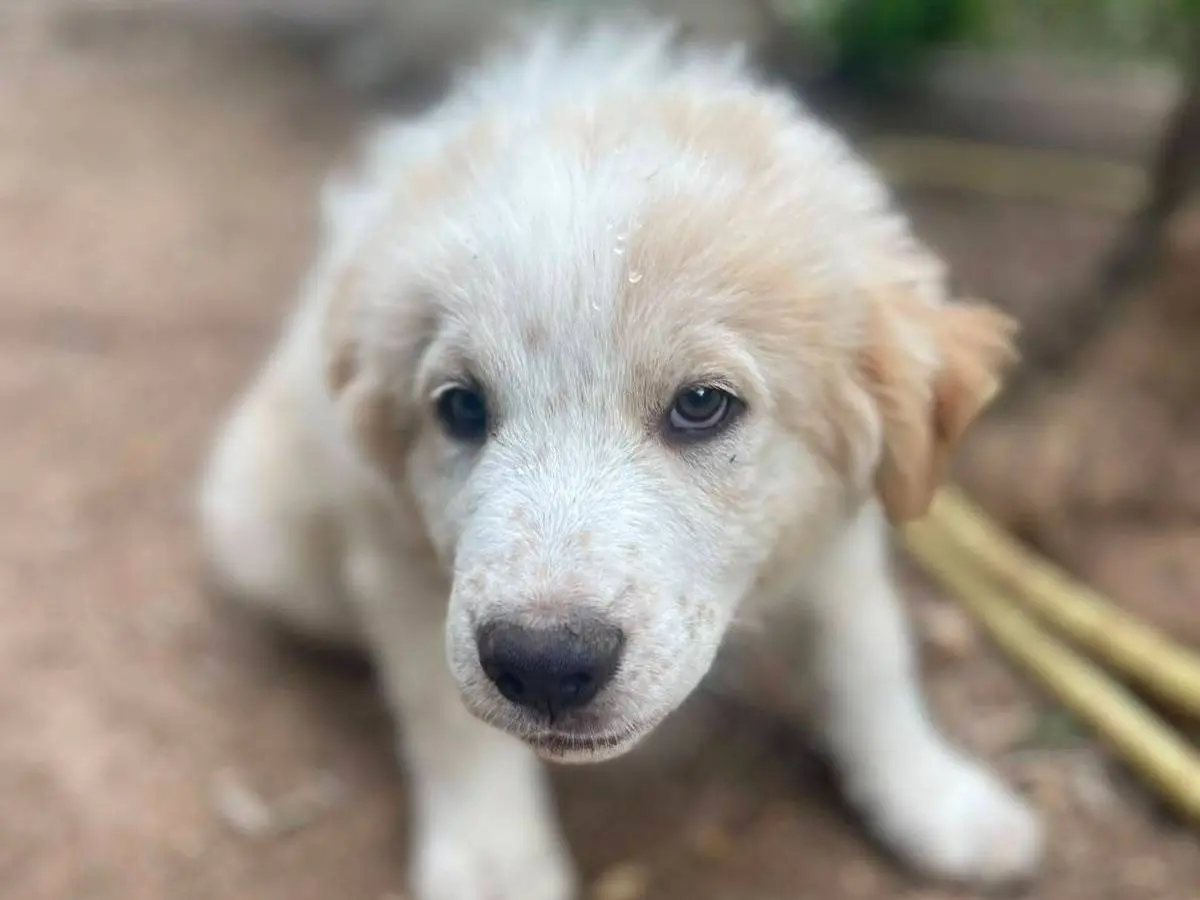Adozione cane, maschio, Razza sconosciuta Razza sconosciuta, 6 mesi, taglia media, Frosinone