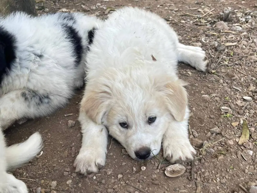 Adotta un cane, taglia media, maschio, Frosinone