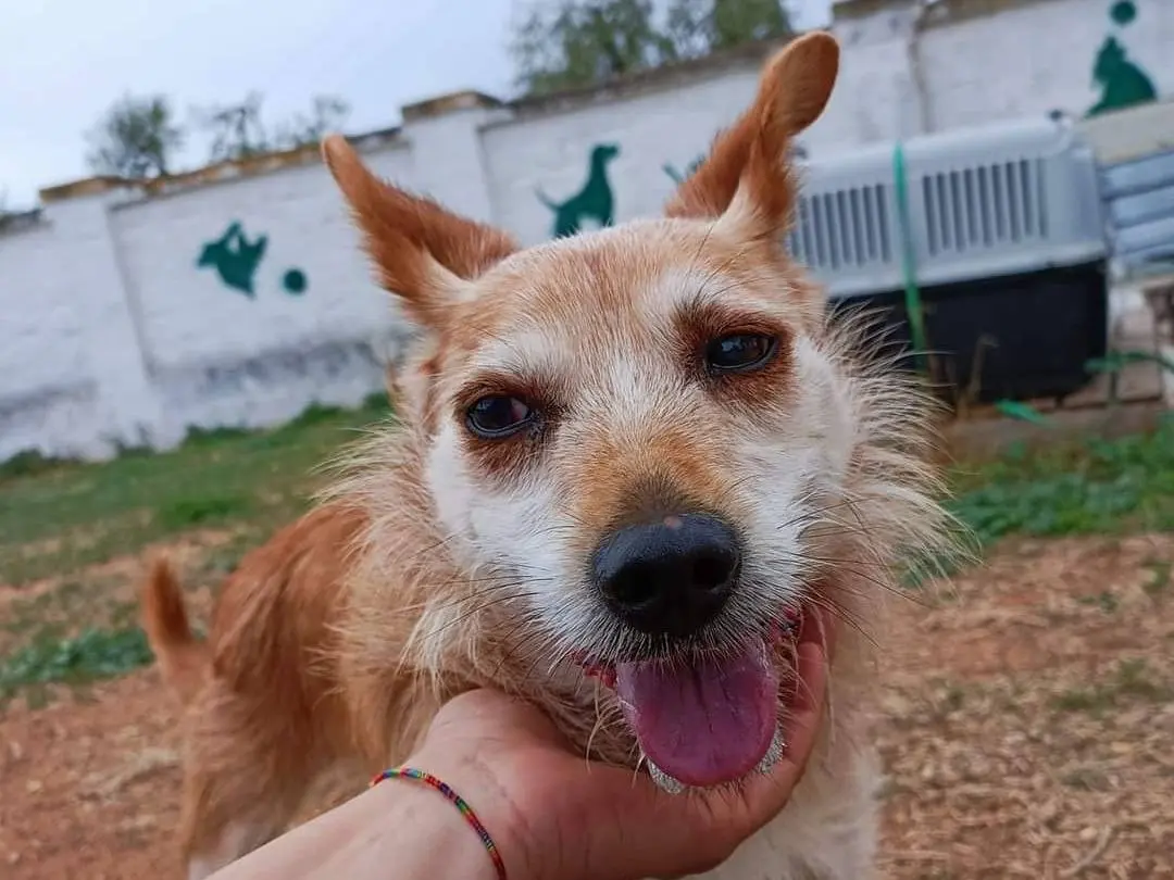 Vuoi adottare un cane a Bari?