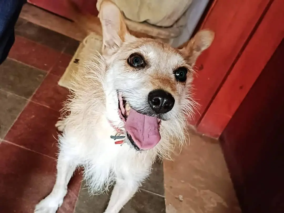 Adotta il cane Francis a Bari