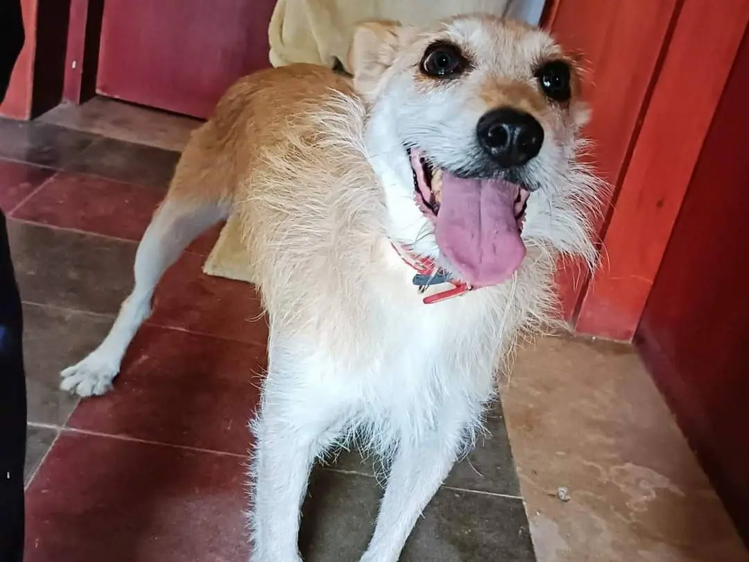 Adozione cane, femmina, meticcio, 7 anni e 6 mesi, taglia media contenuta, Bari