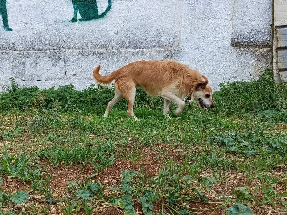 Adotta un cane, femmina, 7 anni e 6 mesi, Bari