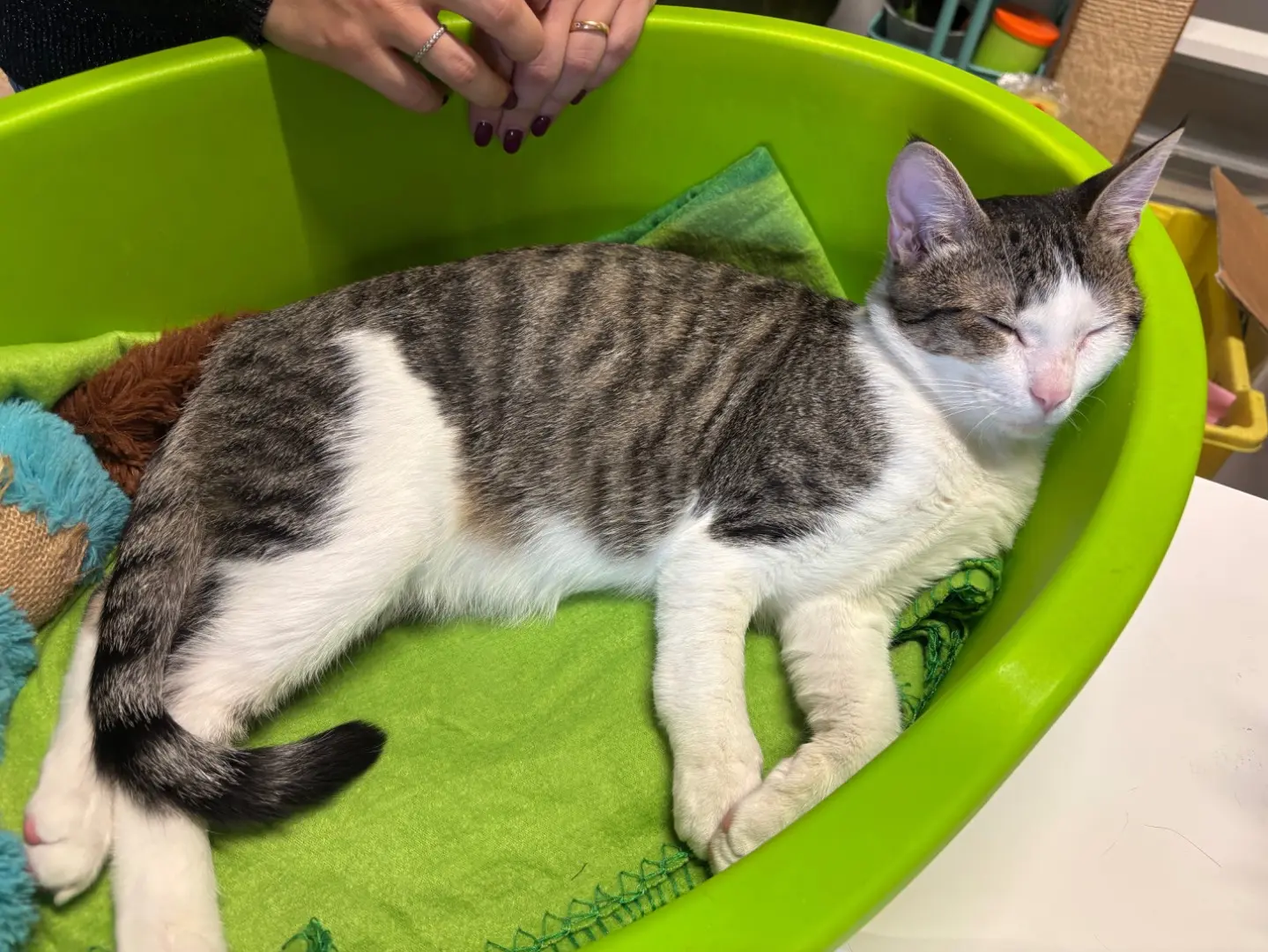 Adozione gatto, maschio, Razza sconosciuta Razza sconosciuta, 6 mesi, taglia non valida, Brescia